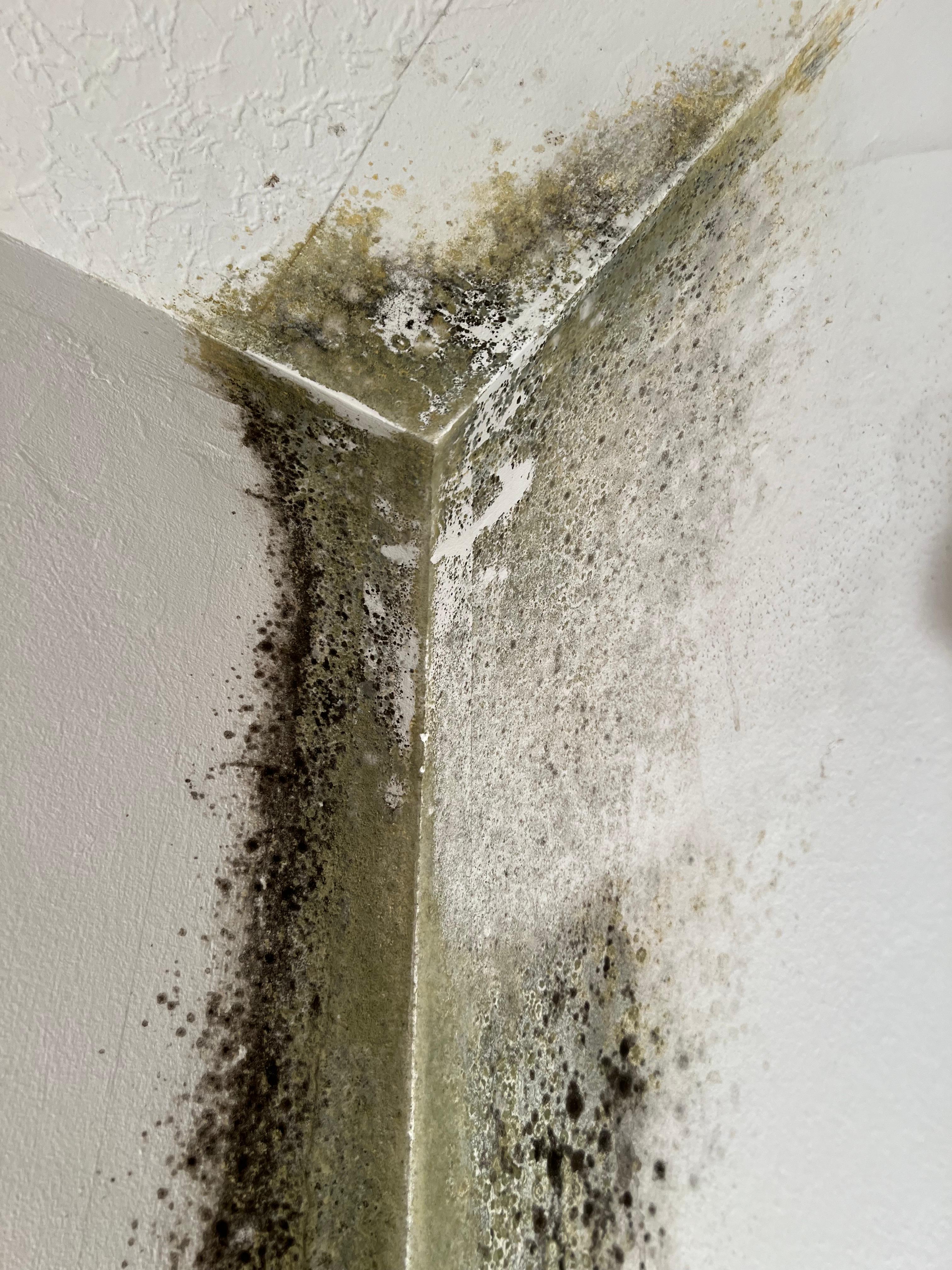 13 Praxis-Tipps zur sicheren Schimmelentfernung an Außenwänden