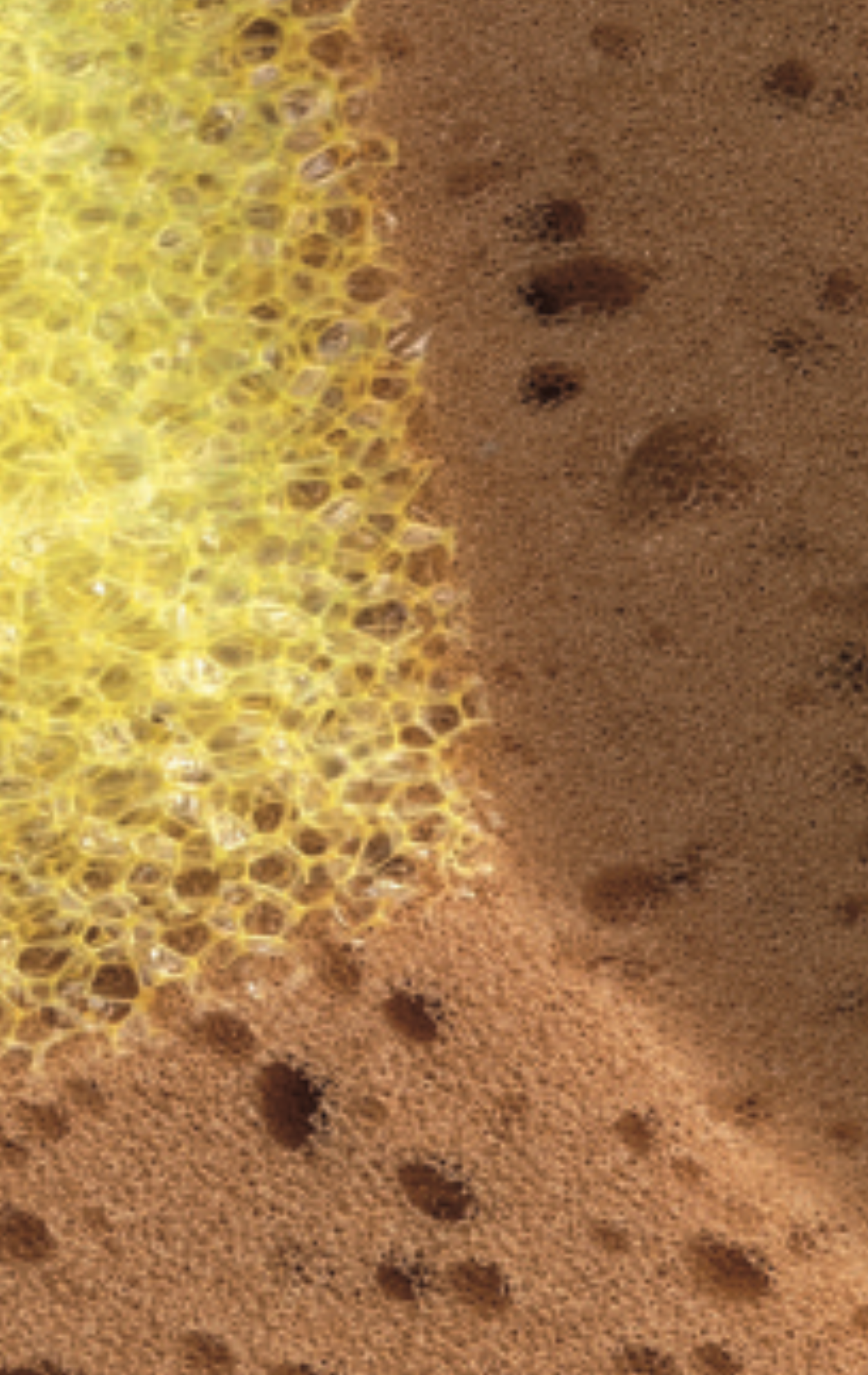 Synthetik-Schwamm ⎥ grob+fein - klebemeister.eu