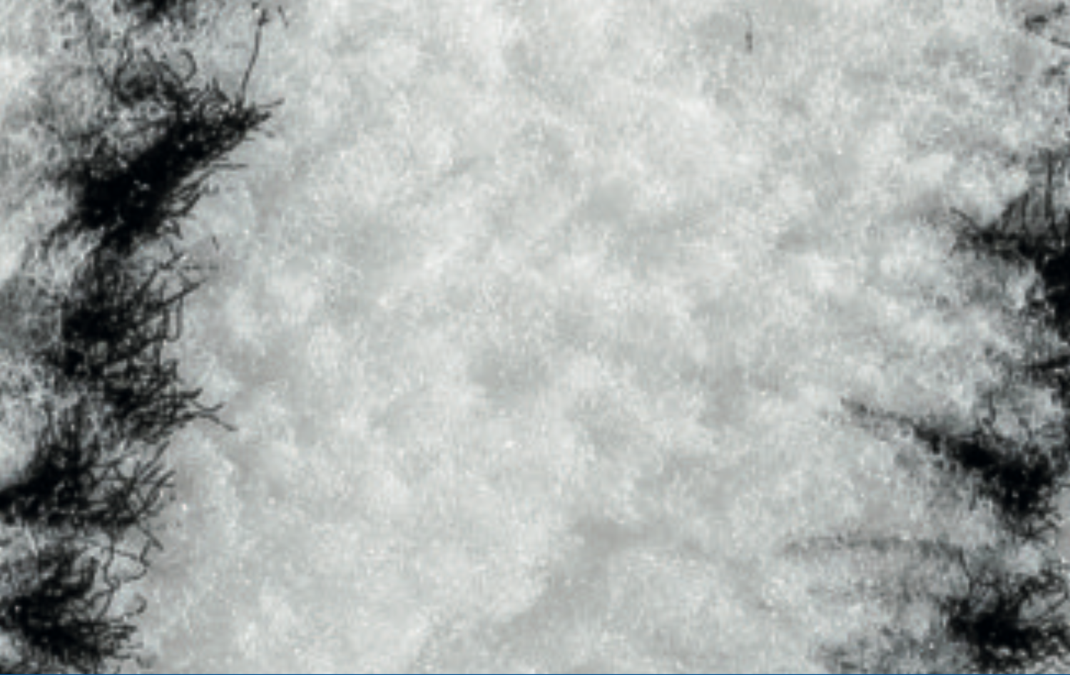 Malerwalze "POLYTRON" Breite 25cm, Pol 12mm, Kern54